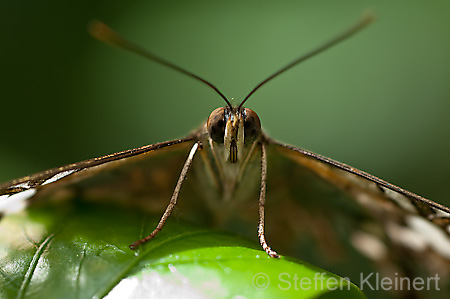 153 Segler - Parthenos sylvia